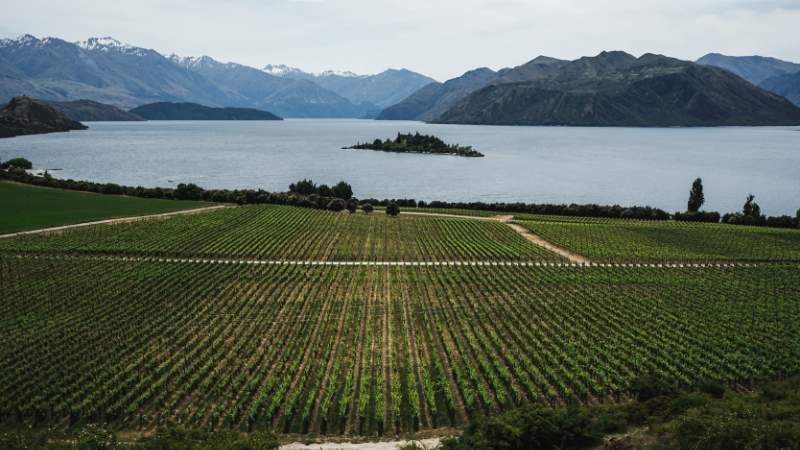 Discovering the Agricultural Oasis: New Zealand - A Perfect Place to Learn Agriculture